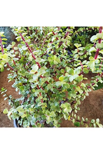 HİLAL TARIM ÇİFTLİĞİ Para çiçeği bitkisi (saksılı)