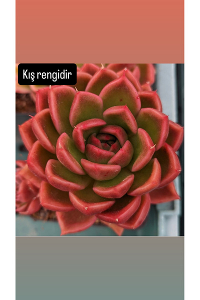 SukuLand Echeveria Gilva Red kore ithal özel tür sukulent 5,5cm saksıda