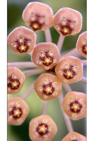 PLANT Hoya Bamboo Leaf Splash Mum Çiçeği