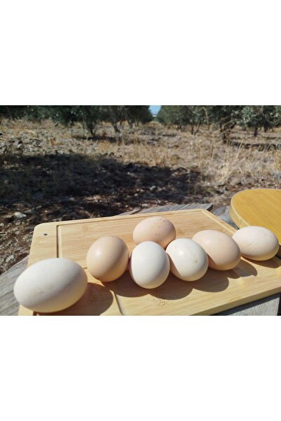 SAFA HATAY YÖRESEL ÜRÜNLER SAFA YÖRESEL ÇİFTLİKTEN DOĞAL KÖY YUMURTASI 15 ADET