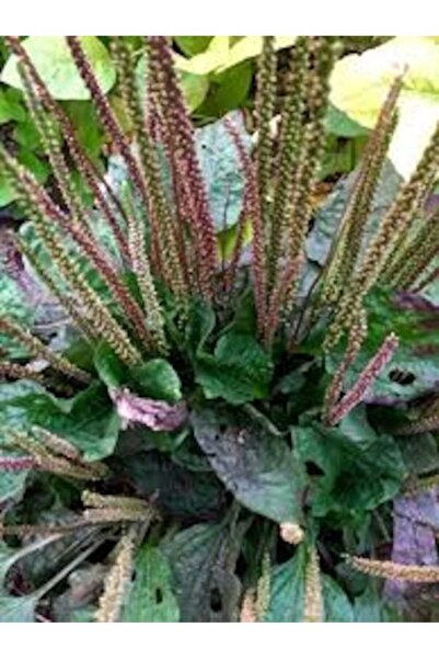 Köy Tohumları 100 Adet Tohum Nadir Bulunan Doğal Her Derde Deva Sinir Otu Toh...