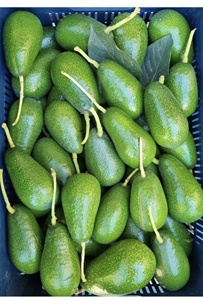 ADKTROPİKAL 20 ADET AVOKADO (200 GR ÜSTÜ)