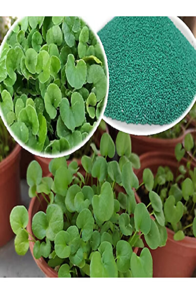 Dört Mevsim Tohumculuk Orjinal Dichondra Repens Fare Kulağı Tohumu 100 GRAM