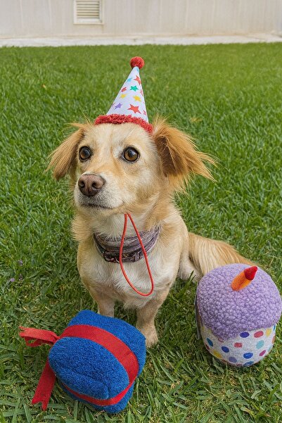 Havhav Köpek Parti Kutusu 5’li Set | Parti Şapkası, Peluş Pasta, Peluş Hediye Kutusu ve 2 Ödül Maması