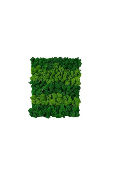 ALVAL Pictură decorativă cu licheni stabilizați, verde închis/verde deschis, ...