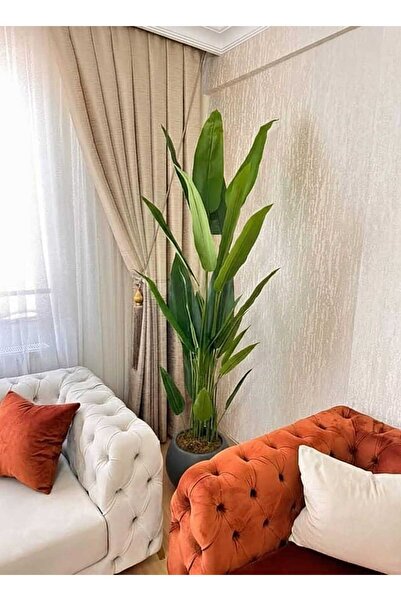İremÇiçekçilik Antrasit Plastik saksıda 24 yapraklı 210 cm Starliçe
