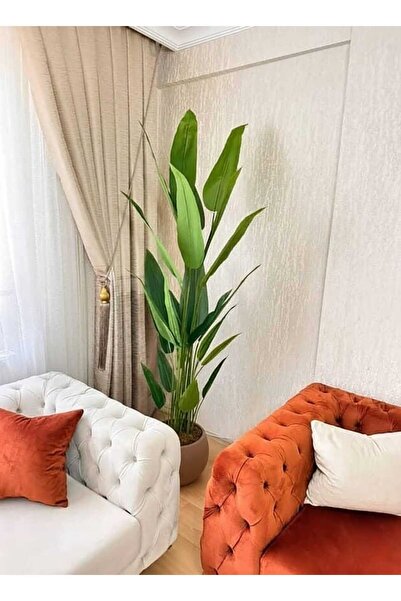 İremÇiçekçilik Kahverengi Plastik saksıda 24 yapraklı 210 cm Starliçe