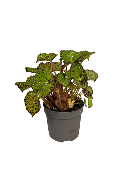 Betonish Begonia Froggy (Begonya)