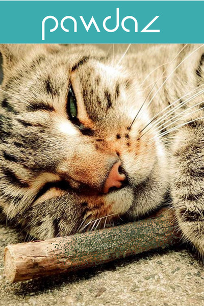 pawdaz Catnip Matatabi Stick (1 Piece) - Natural Toy That Helps Clean Teeth and Relieve Stress