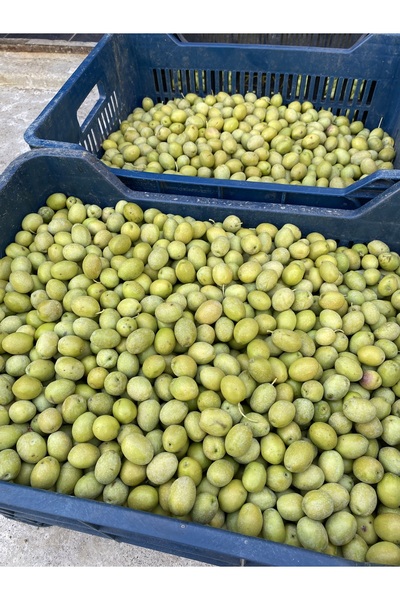 mut incisi zeytin & zeytinyağı Sarı Ulak Yeşil Zeytin Net 10 kg