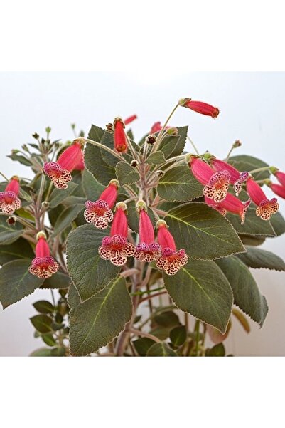 E-fidancim Koleksiyonluk Brimstone Kohleria Japon Küpelisi Çiçeği Fidesi (Min...