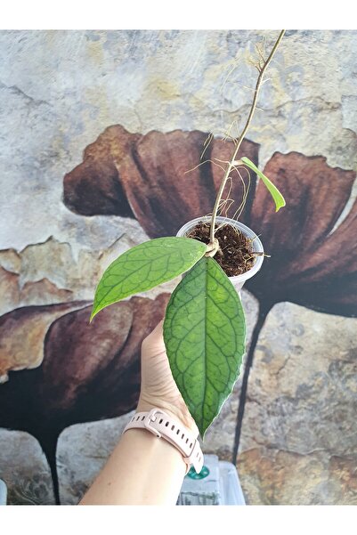 PLANT Hoya New Hybrid Mum Çiçeği