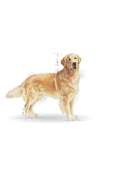 Royal Canin Golden Retriever Yetişkin Kuru Köpek Maması 12kg