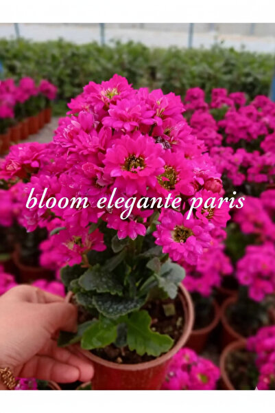 şengülca 4 Mevsim Canlı Pembe Kalanchoe – Saksıda Kolay Bakımlı Çiçek