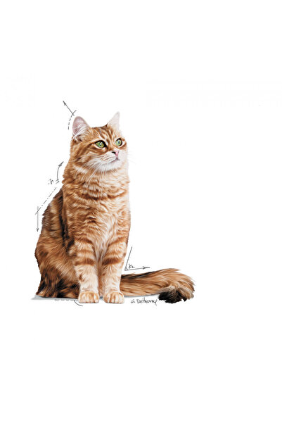 Royal Canin Sindirim Hassasiyeti Olan Kediler için Yaş Kedi Maması 12 x 85g