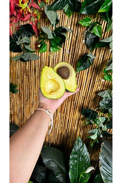 GB Tropikal Avokado 1 Kg (BÜYÜK BOY)