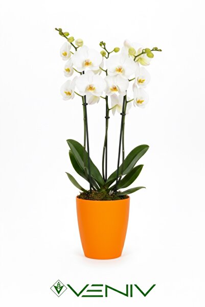 VENİV AGRİCULTURE Dekoratif Saksı 1 Adet(1.5L)