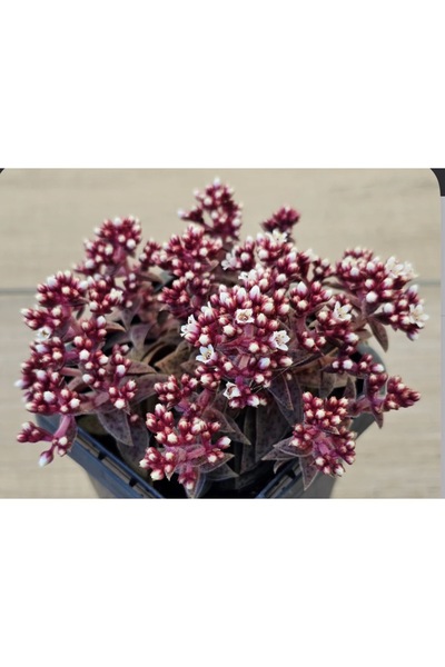 SukuLand Crassula exilis ithal koleksiyonluk özel tür sukulent 5,5cm saksıda