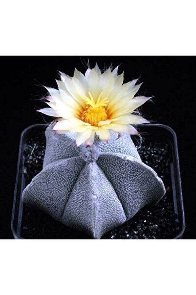 cantropikal Astrophytum myriostigma cv.Onzuka quadricostatum - 5,5 cm.çaplı s...