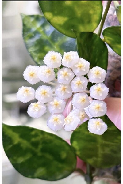 PLANT Hoya Lacunosa Amarillo Mum Çiçeği