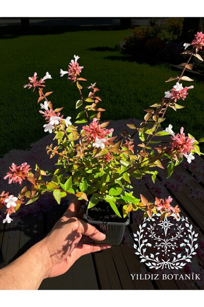 YILDIZ BOTANİK Beyaz Çiçekli Güzellik Çalısı Abelia Grandflora 15-20 CM