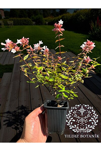 YILDIZ BOTANİK Beyaz Çiçekli Güzellik Çalısı Abelia Grandflora 15-20 CM