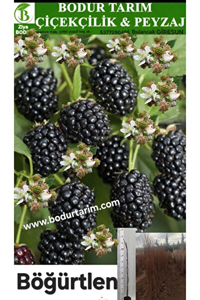 BODUR TARIM Bulancak 2 Yaşında Doku Kültür Sarmaşık Tüplü Topraklı Böğürtlen ...