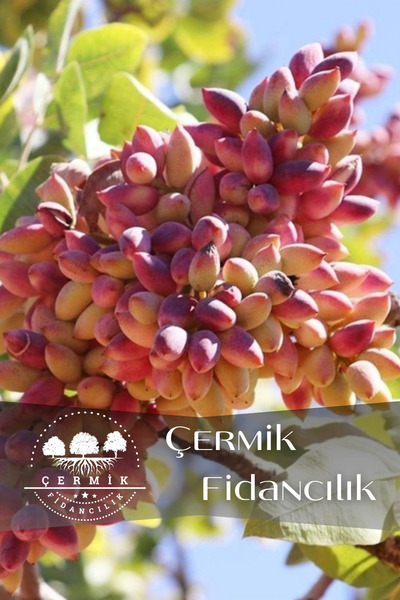 ÇERMİK FİDANCILIK Tüplü Siirt - Antep Fıstığı Fidanı 1 Metre Garantili