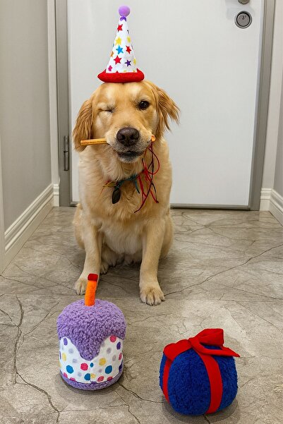 Havhav مجموعة صناديق حفلات الكلاب مكونة من 3 قطع |   قبعة الحفلات، كعكة القطيفة، صندوق هدايا من القطيفة