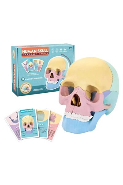 Toy Toy Toy Set de joc Anatomia omului pentru copii, 17 piese, 10 cartonase pentru studierea craniului