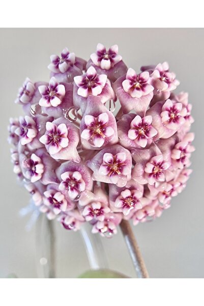 PLANT Hoya Silver Dollar Mum Çiçeği