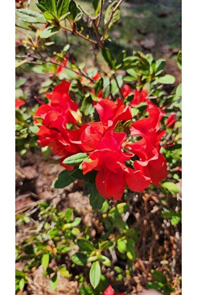 doğaşık 2 Adet 1 Yaşında Canlı Renklerde Açelya Fidanı Seti