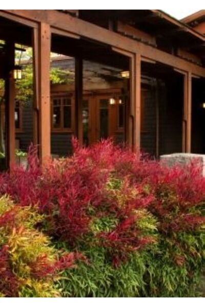 doğaşık 1 Adet Cennet Bambusu (Nandina Domestica) - Bahçeniz İçin Renkli Güzellik 2 yaşında tüplü