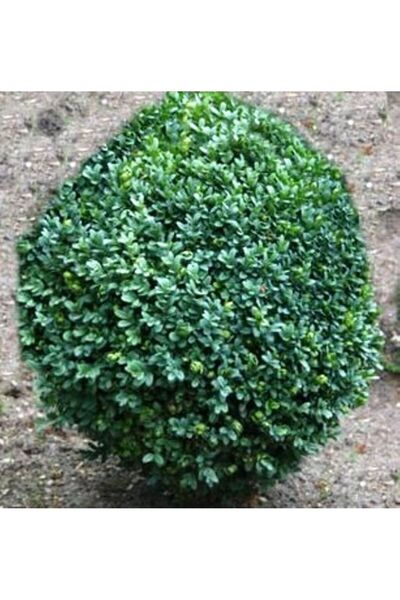 doğaşık Dekoratif Bahçe Ağacı Yeşil Yapraklı Şimşir Fidanı [15-20 Cm Boy]