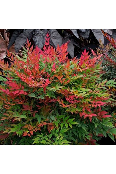doğaşık 1 Adet Cennet Bambusu (Nandina Domestica) - Bahçeniz İçin Renkli Güzellik 2 yaşında tüplü