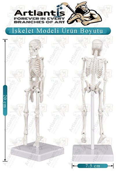 Artlantis İskelet Maketi 20 cm 1 Adet Eğitim İnsan İskelet Modeli İskelet Sistemi Haraketli İskelet Anatomisi
