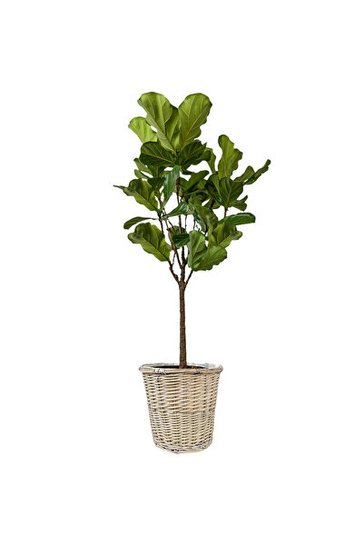 Fidanburada Ficus Lyrata Bambino Gri Eskitme Hasır Sepet Saksılı