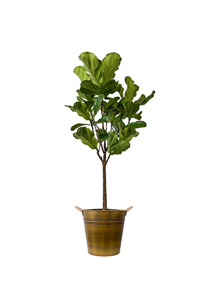 Fidanburada Ficus Lyrata Bambino Gold Metal Saksılı