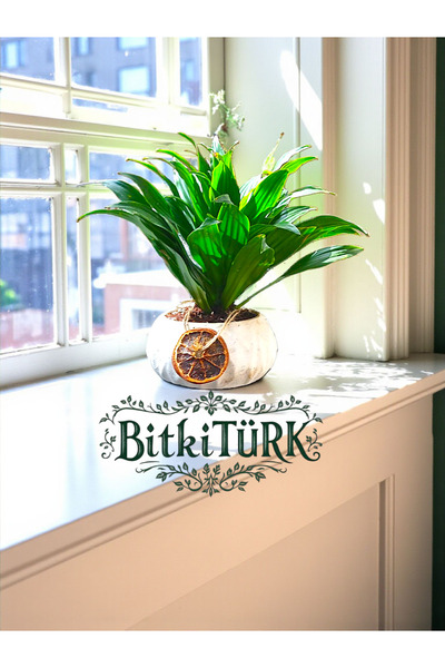 BitkiTÜRK Beton Saksıda İthal Draceana Compacte ofis salon hediye