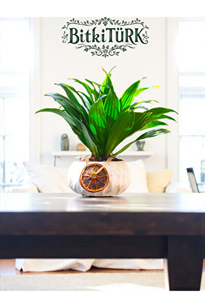 BitkiTÜRK Beton Saksıda İthal Draceana Compacte ofis salon hediye