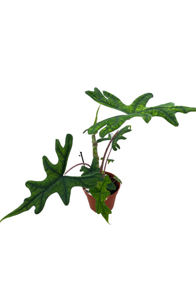 Betonish Alocasia Jacklyn (Fil Kulağı)