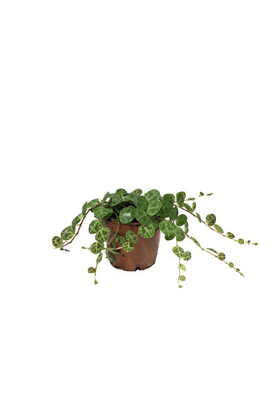 Betonish Peperomia Prostrata (Kaplumbağa Kabuğu Çiçeği)