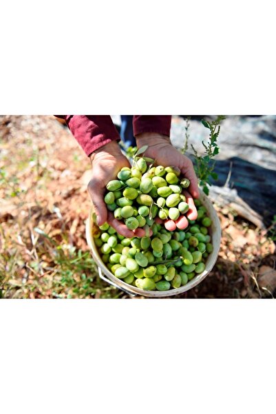 ASES 2 YAŞ TÜPLÜ DERİK HALHALİ ZEYTİN FİDANI BOY 130-150 CM(MEYVE VERME DURUMUNDA)