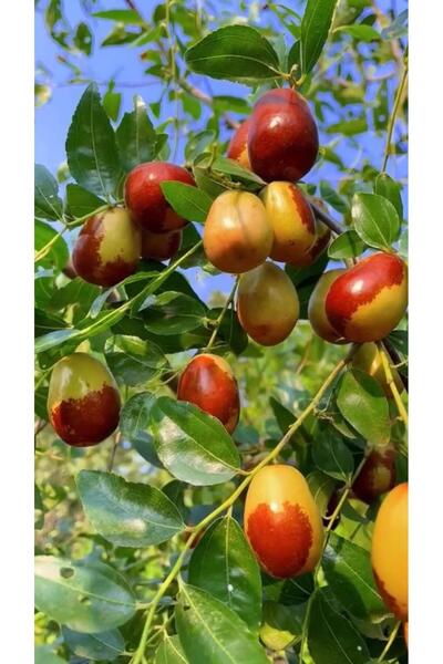 FİDANLIDAN Saksıda 5 Yaşında Ağaç Formunda Hunnap Fidanı Boy 2 Metre