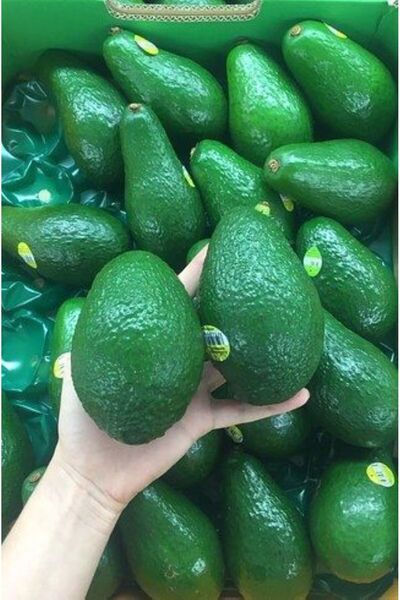 MANAVGOOD Bezciler Avokado 20 Adet Premium Meyve Kasalı Viyolde ve 250 Gr Üstü