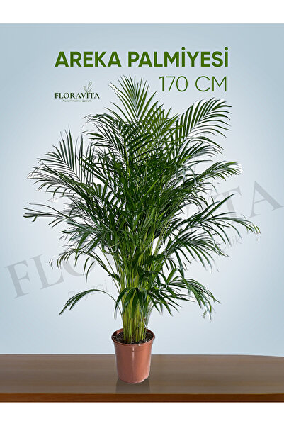Floravita Areka Palmiyesi (Areca) Canlı saksılı 170cm