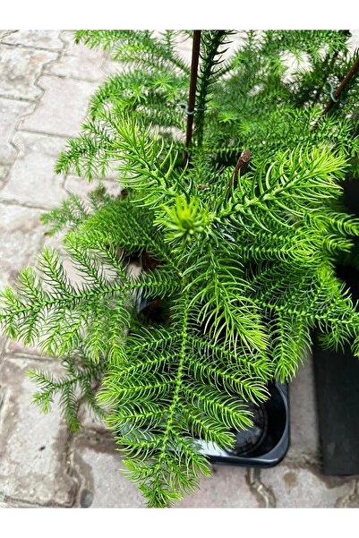 Floryalibotanik Salon Çamı - Yılbaşı Ağacı Heterophylla Arokarya Araucaria 50-60 Cm Ev Ofis Bitkisi