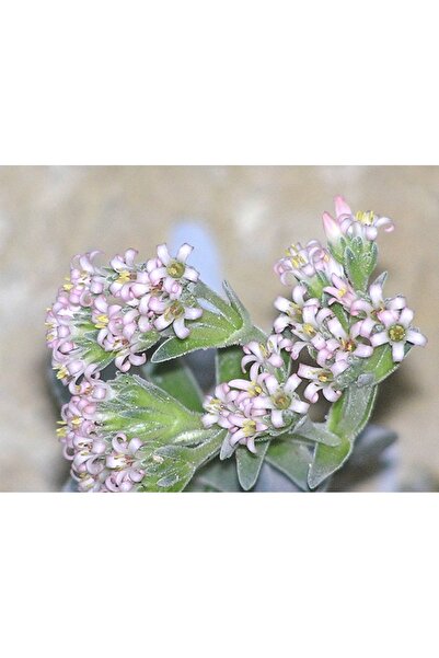 SukuLand Crassula Dubia koleksiyonluk özel tür sukulent 5,5cm saksıda