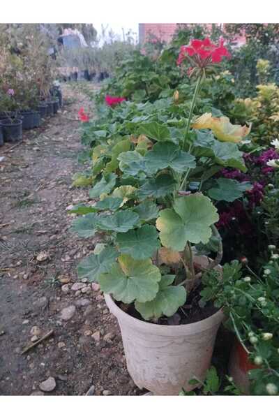 HİLAL TARIM ÇİFTLİĞİ Sardunya çiçeği( karışık renk)(isteğe bağlı açmış renk gönderilir)