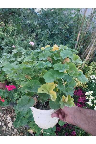 HİLAL TARIM ÇİFTLİĞİ Sardunya çiçeği( karışık renk)(isteğe bağlı açmış renk gönderilir)